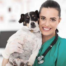 ¿Cómo cepillar los dientes de tu perro? ¿Cómo cepillar los dientes de tu perro?