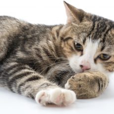¿Por qué es importante bañar a tu gato? ¿Por qué es importante bañar a tu gato?