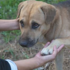 Dermatitis atopica canina Dermatitis atopica canina