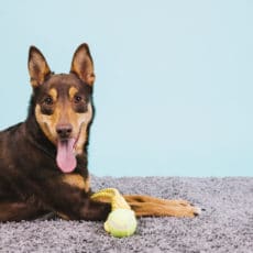 Refresca a tu perro Refresca a tu perro