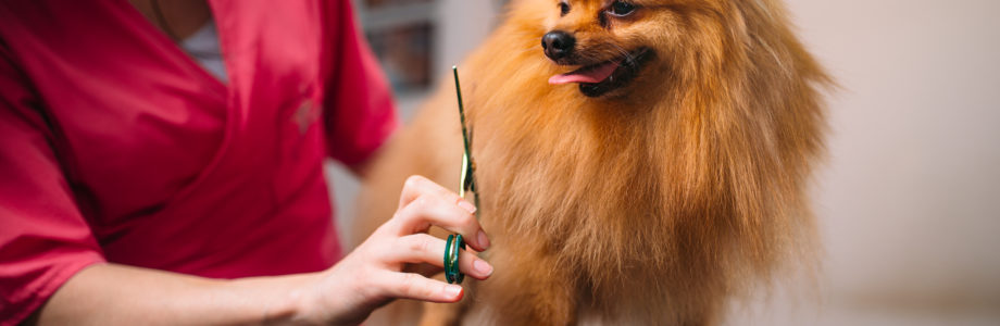 Ventajas por las que deberías llevar a tu perro a una peluquería canina