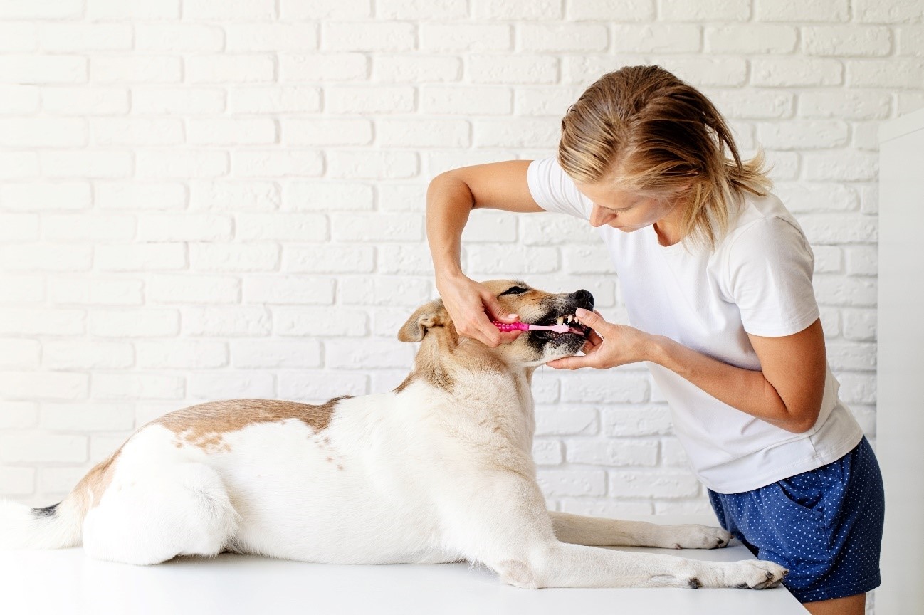 La importancia de una buena limpieza bucal canina