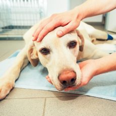 Esterilizar a mi mascota, ¿sí o no? Esterilizar a mi mascota, ¿sí o no?