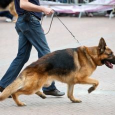 Qué es la displasia de cadera y qué perros tienen tendencia a padecerla Qué es la displasia de cadera y qué perros tienen tendencia a padecerla
