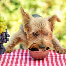 5 alimentos que no deben consumir nuestros perros