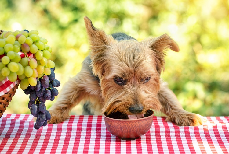 5 alimentos que no deben consumir nuestros perros