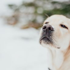 Cómo proteger a tu perro del frío en invierno Cómo proteger a tu perro del frío en invierno