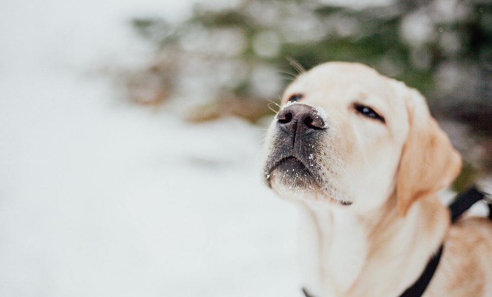 Cómo proteger a tu perro del frío en invierno