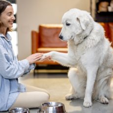 El lenguaje corporal de perros y gatos El lenguaje corporal de perros y gatos
