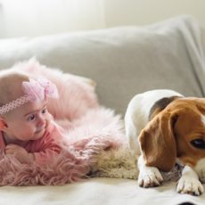 Cómo preparar a tu perro para la llegada de un bebé
