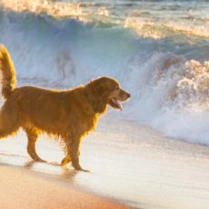 Ir a la playa con tu perro