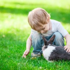 Cómo cuidar de tus mascotas en verano Cómo cuidar de tus mascotas en verano