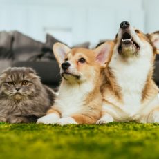 Conoce el microchip de identificación de mascotas Conoce el microchip de identificación de mascotas