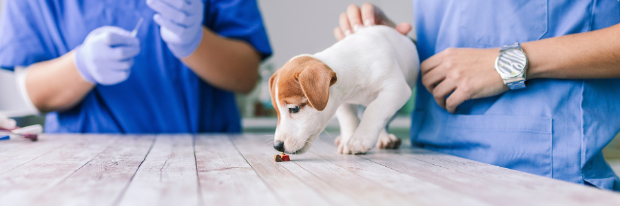 Parásitos internos en perros, ¿qué son y cuáles son sus síntomas?