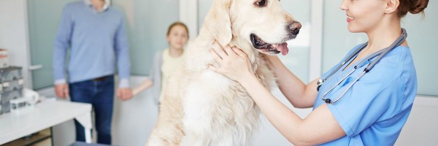 Leishmaniosis en perro: síntomas, tratamiento y prevención