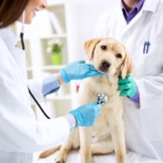 Cáncer de mama en perros: tratamiento y prevención