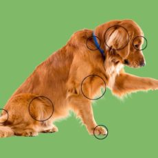 Garrapatas en perros: detección, eliminación y prevención