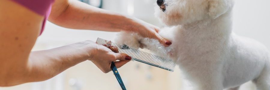 Todo lo que debes saber sobre la peluquería canina
