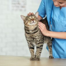 El valor de las consultas veterinarias a domicilio