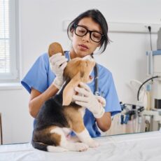 ¿Qué es la Leishmaniasis y cómo afecta a tu perro?