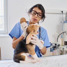 ¿Qué es la Leishmaniasis y cómo afecta a tu perro? ¿Qué es la Leishmaniasis y cómo afecta a tu perro?