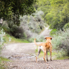 Por qué vacunar a tu perro es clave en zonas con leishmaniosis endémica Por qué vacunar a tu perro es clave en zonas con leishmaniosis endémica