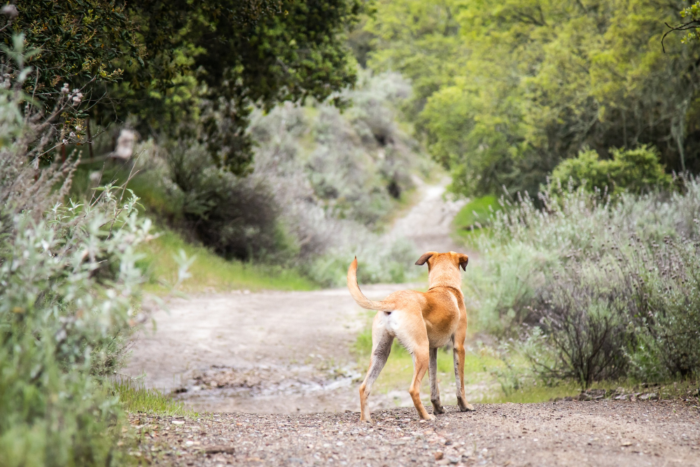 Por qué vacunar a tu perro es clave en zonas con leishmaniosis endémica