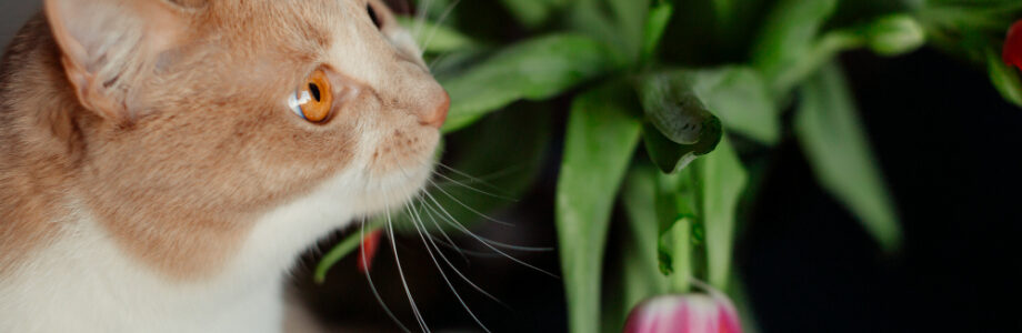 ¿Tu perro o gato mordisquea las plantas? Cuidado con estas especies en casa ¿Tu perro o gato mordisquea las plantas? Cuidado con estas especies en casa