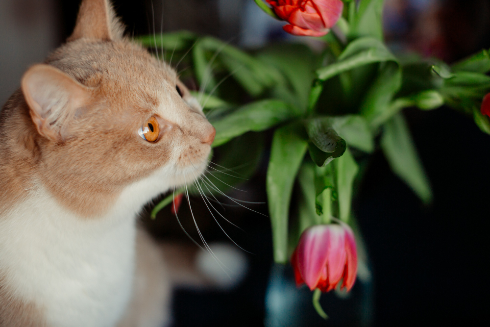 ¿Tu perro o gato mordisquea las plantas? Cuidado con estas especies en casa