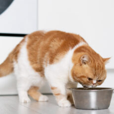Mi gato come menos en verano: ¿es normal o debo preocuparme? Mi gato come menos en verano: ¿es normal o debo preocuparme?