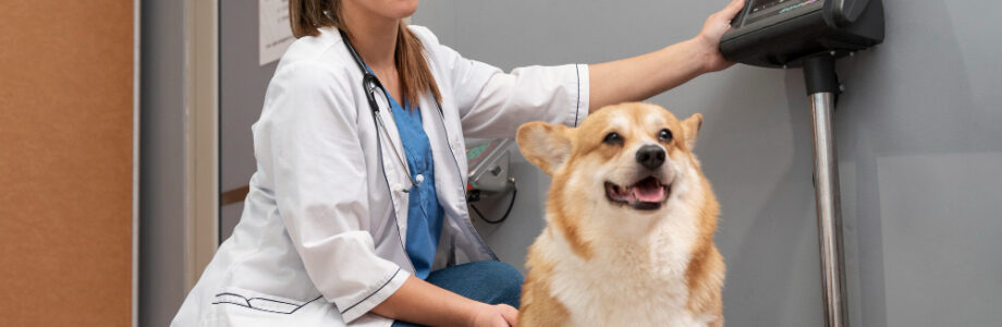 Sobrepeso en perros y gatos: cómo saber si tu mascota está en su peso ideal Sobrepeso en perros y gatos: cómo saber si tu mascota está en su peso ideal