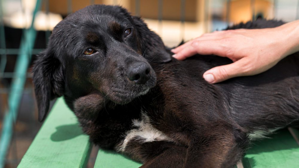 Bultos y quistes en perros: ¿cómo saber si son preocupantes?